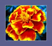 v Fend image drugs images