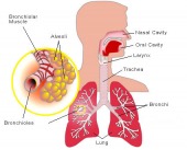 lungs image healthtips images