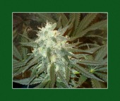 sativex image healthtips images